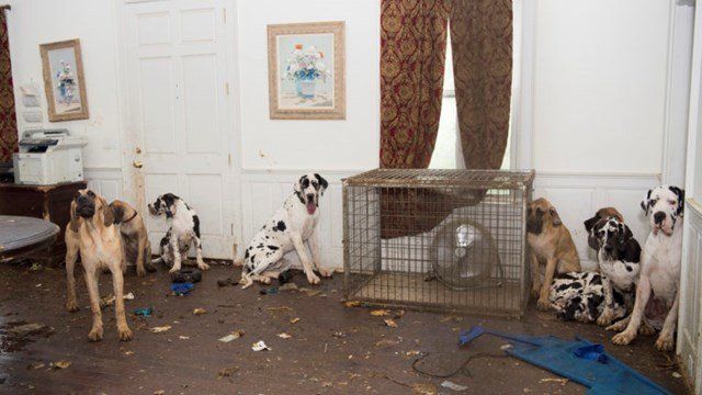 Several dogs had the run of sections of the dilapidated mansion where the operation was run.