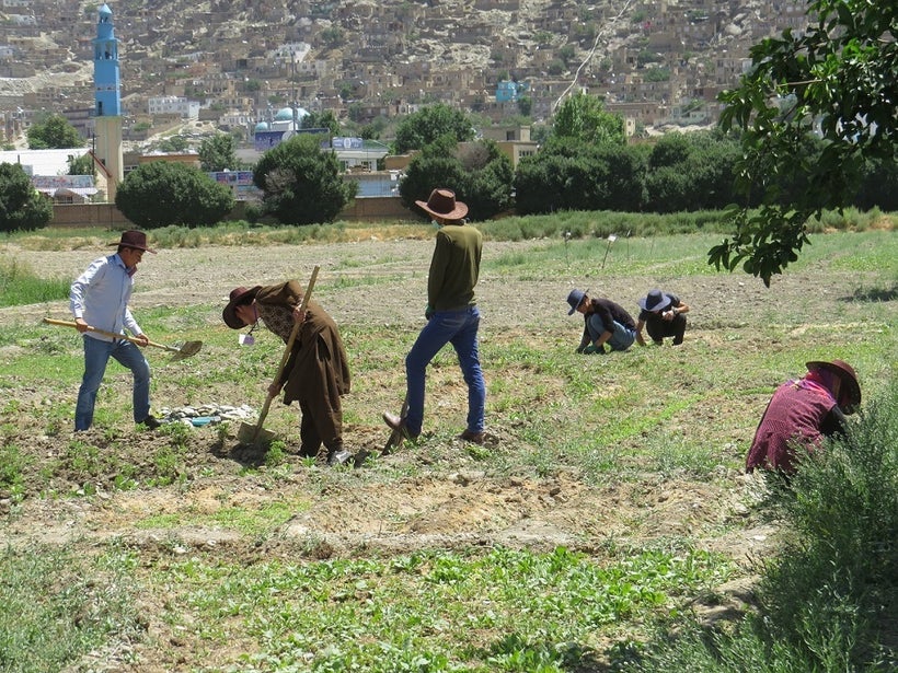 Afghan Peace Volunteers at work in their permaculture plot in Kabul