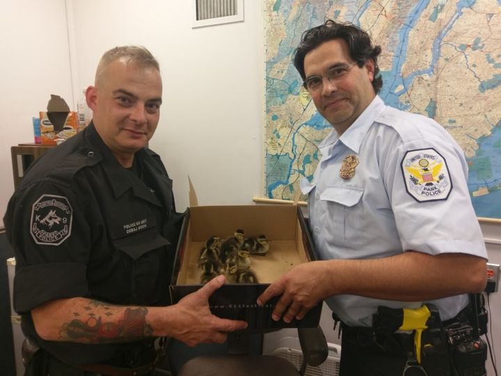 A member of the NYPD and the U.S. Park Police show off the ducklings they rescued.