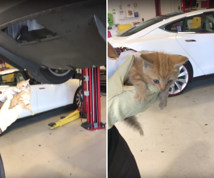 A tiny kitten is seen after being pulled out of a Tesla car in which it had become stuck.