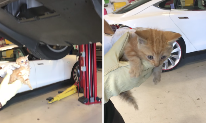 A tiny kitten is seen after being pulled out of a Tesla car in which it had become stuck.