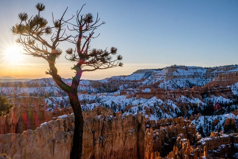 <em>If you look closely, the hoodoos disappear to reveal many species of trees in this high-desert national park!</em>