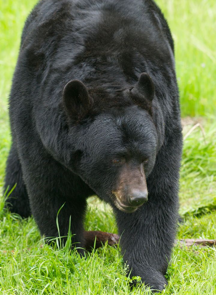 Black bear photographed walking through grass. The bear that mauled a teenage Alaskan runner stayed with the body.