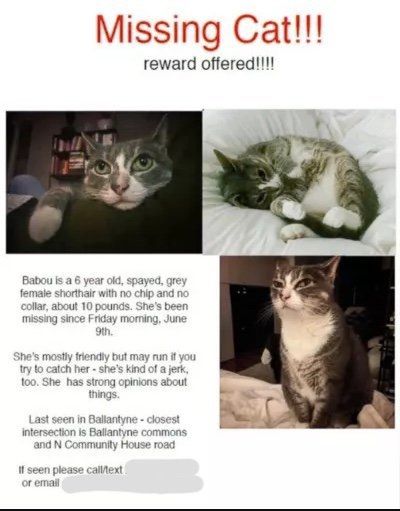 Woman Gets Missing 'Jerk Cat' Back After Her Catty Flier ...