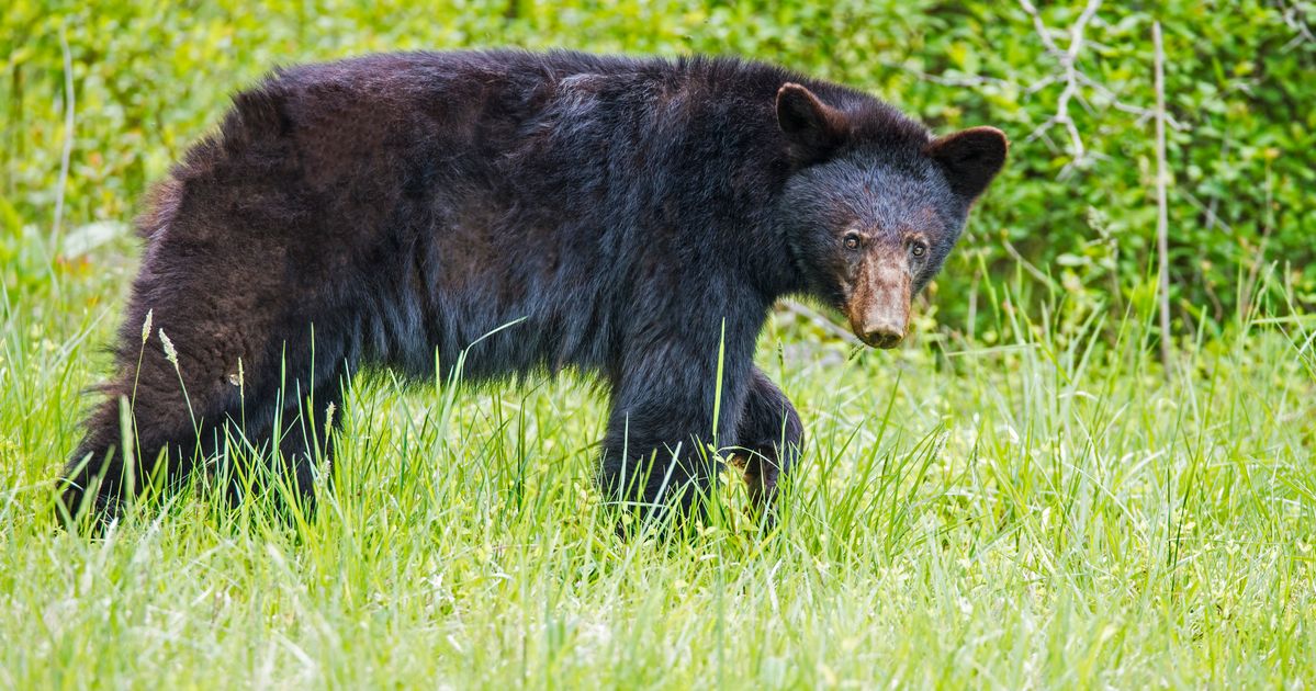 Teenager Patrick Cooper Killed By Black Bear While Running Race In ...