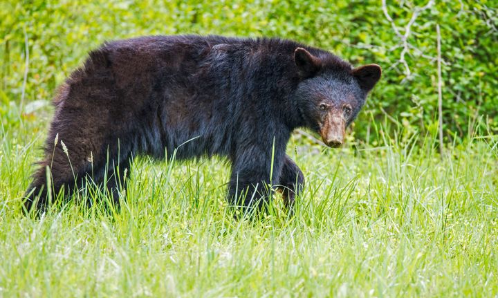 A teenage boy in Alaska was killed by a black bear 
