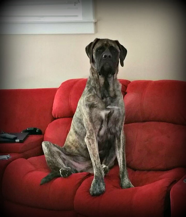 Henry had muddy feet in this picture and, instead of stopping at the door when asked to wait, he jumped on the sofa.