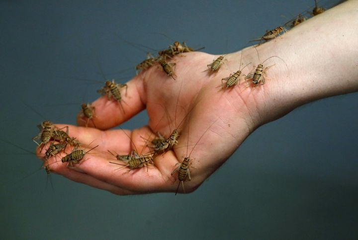 A worker shows crickets at a farm belonging to company "Little Food," which prepares and promotes food products made from crickets, in Brussels, Belgium.