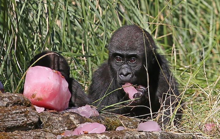 Western lowland gorillas eat a fruit tea ice block with hazelnuts at London Zoo, to help cool off