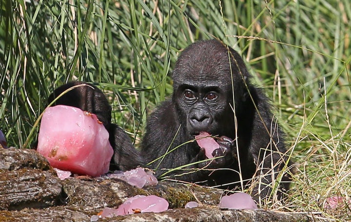 Western lowland gorillas eat a fruit tea ice block with hazelnuts at London Zoo, to help cool off