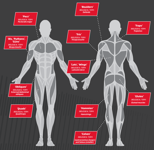 Gym Jargon 11 Terms Decoded For Your Fitness Needs