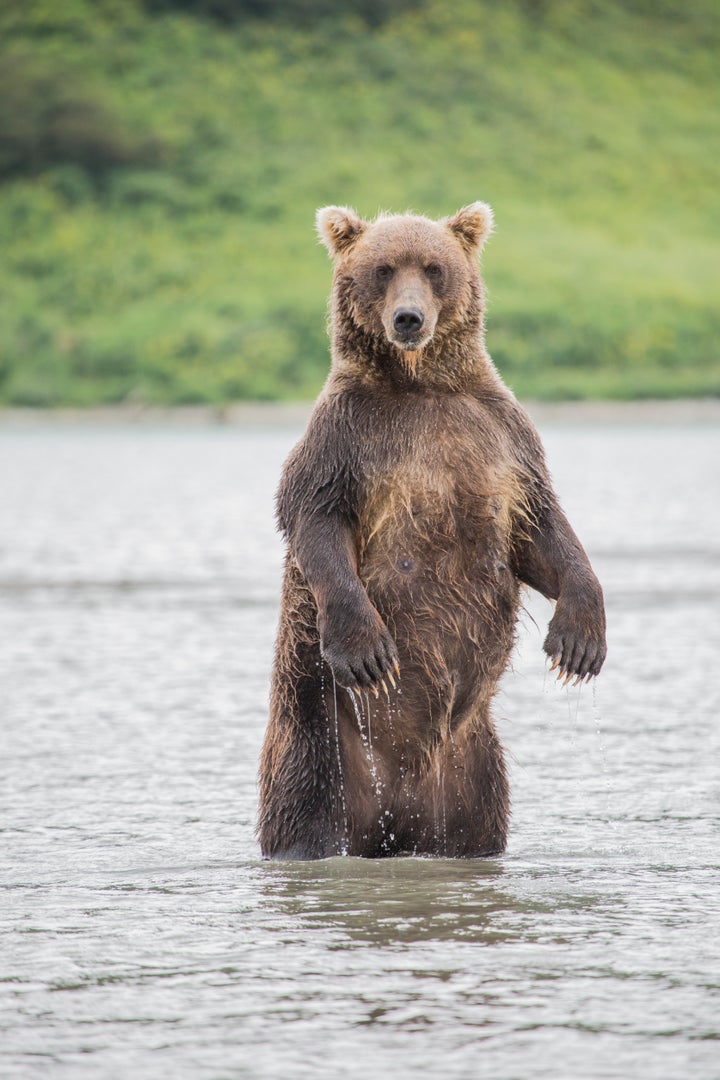 When it comes to brown bears, also known as grizzly bears, wildlife officials advise people to play dead if attacked.