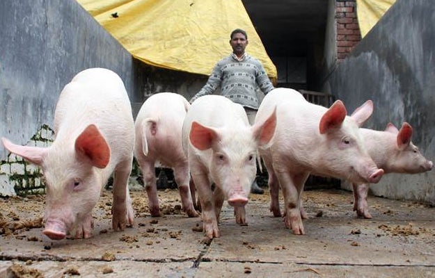 JE virus can be transmitted directly between pigs, without a mosquito go-between. 