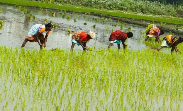 <p>Mosquitoes carrying JE virus breed in rice paddies. </p>