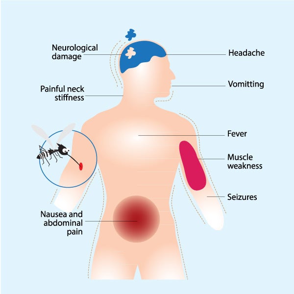 <p> Japanese Encephalitis Symptoms </p>