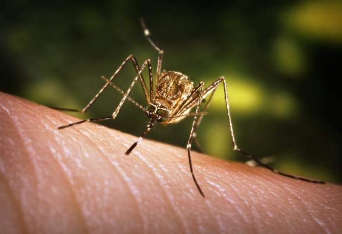 Travelers can protect themselves from JE by getting JE vaccine and preventing mosquito bites. 