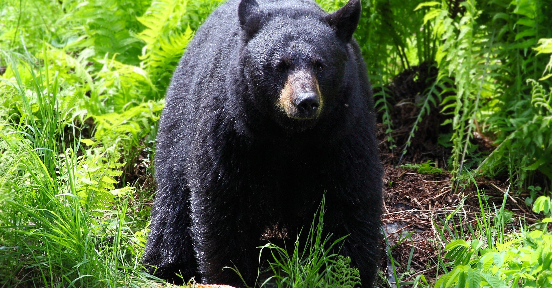 2 'Really Odd' Fatal Black Bear Attacks Concern Wildlife Experts | HuffPost