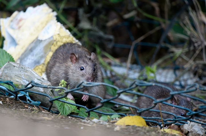 "City rats are among the most important but least-studied wildlife in urban environments," according to a new study published this week. 