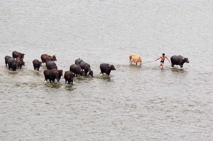 Be careful! In Uttar Pradesh, the cow trade is now almost wholly criminalised.