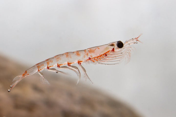 Zooplankton such as krill could be killed by seismic blasting, which could negatively impact thousands of species of marine l