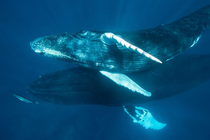 Humpback whales are one of the many species of marine mammals that feed on zooplankton.