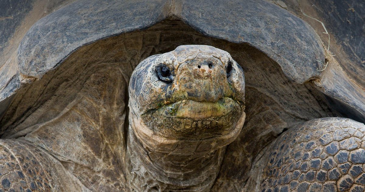 Galapágos Tortoises: 