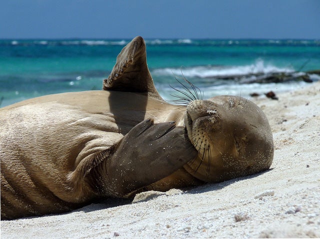 A juvenile Hawaiian monk seal in Papahānaumokuākea Marine National Monument.
