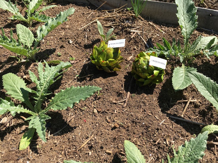 <em>The difference between Target & Walmart artichoke seedlings. Plastic chokes are labeled, </em>“Made in China.”
