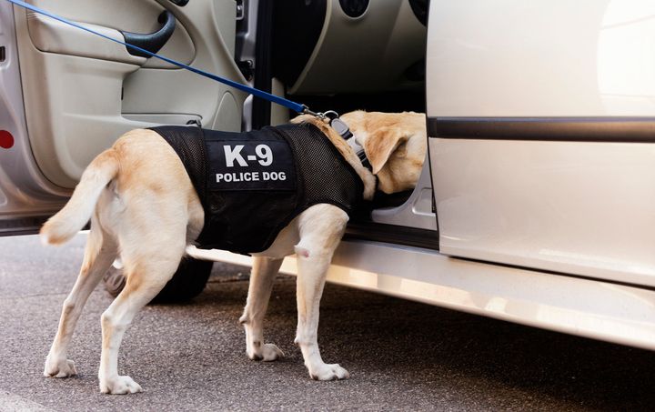 A drug-sniffing police dog investigates the inside of a car.