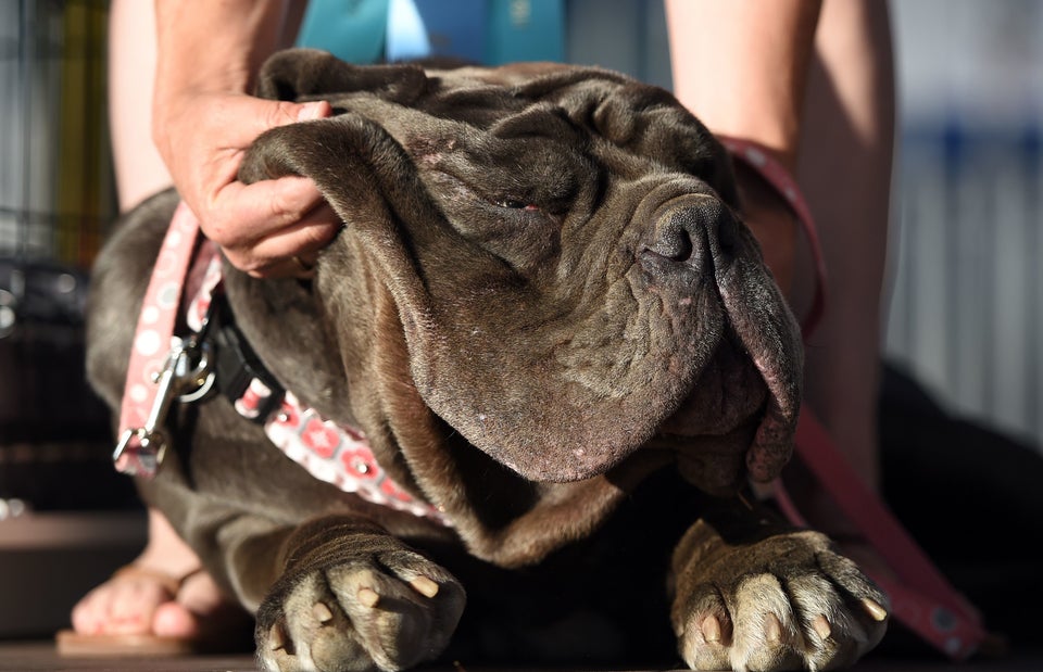 これが世界で一番 醜い 犬 ぶよぶよのほっぺたが たまらない 画像 ハフポスト