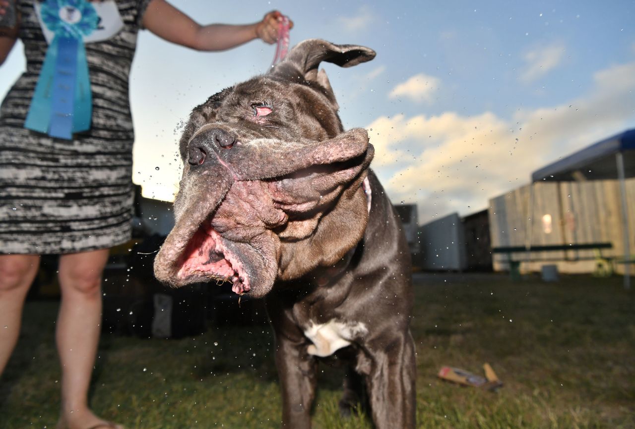 Martha shakes water off her head after winning this year's World's Ugliest Dog Competition. 