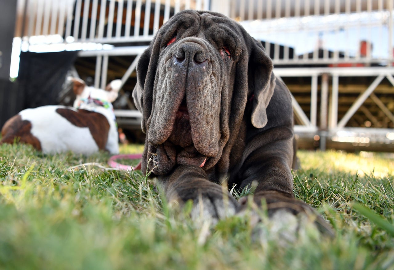 Martha chilling on the grass at the Sonoma-Marin Fair.