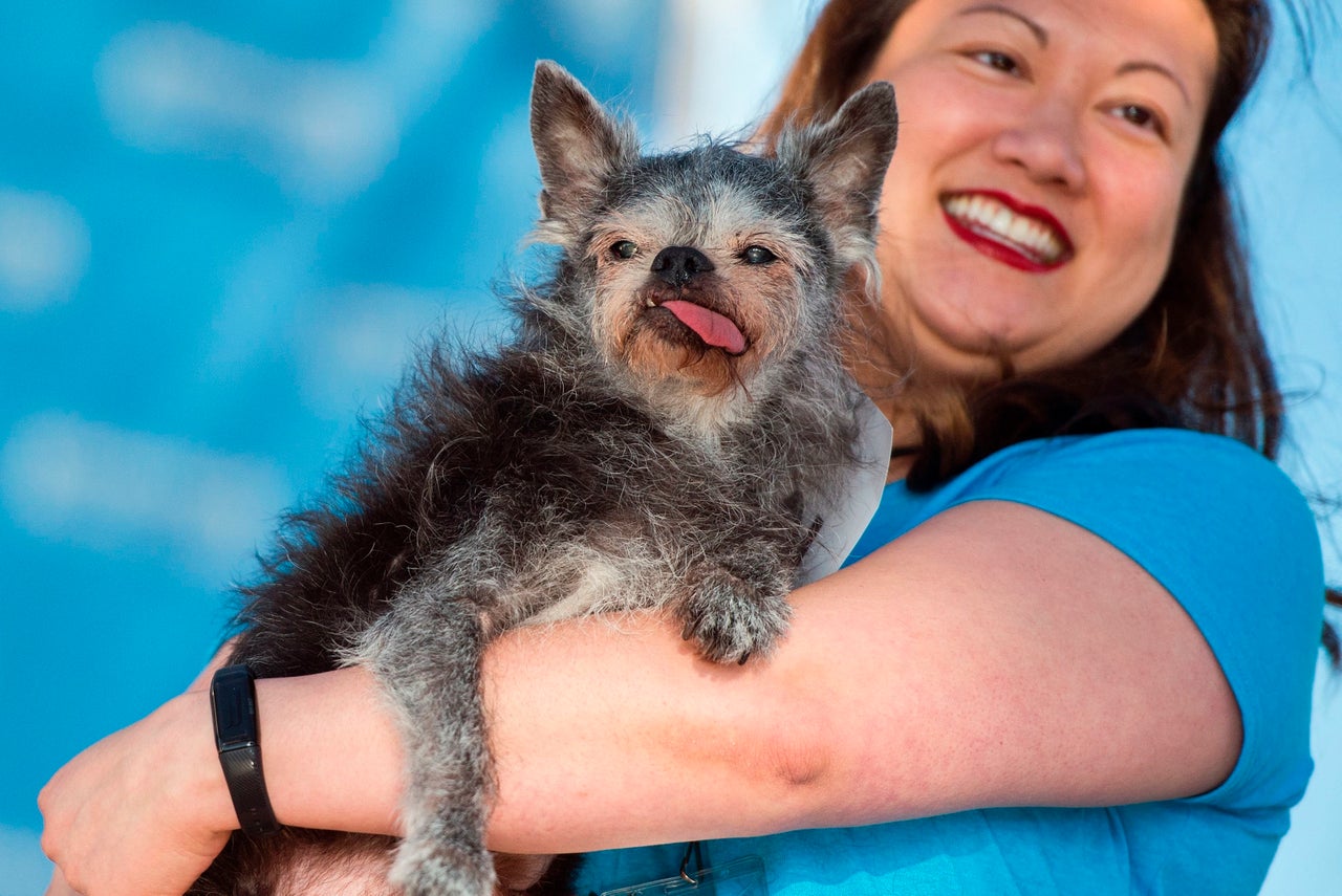 Competitor Moe, a Brussels Griffon-pug mix, cradled by his owner Miriam Tcheng. 