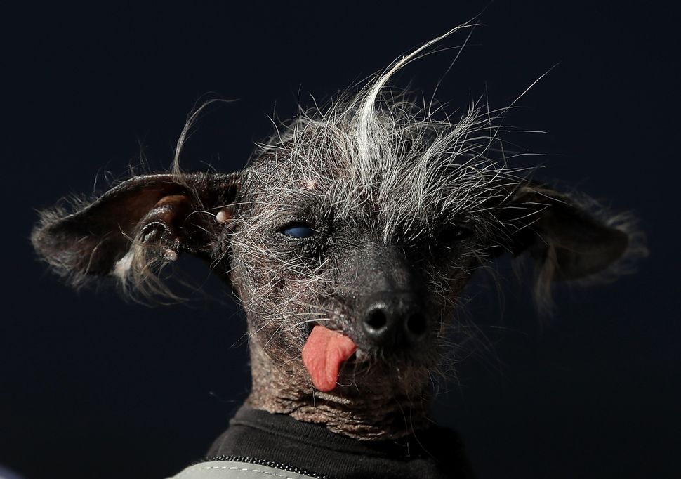 Chase, a Chinese Crested from the United Kingdom, striking a poker face during the contest. 