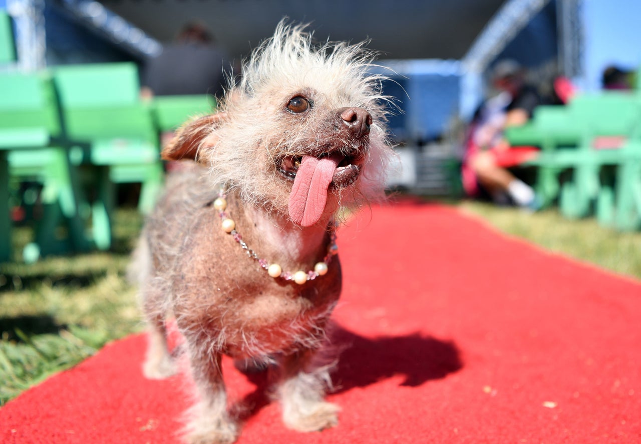 Josie, also a Chinese Crested, waiting to compete. 