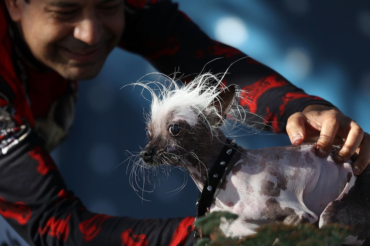 Dane Andrew of Sunnyvale, California, with Rascal, his Chinese Crested.