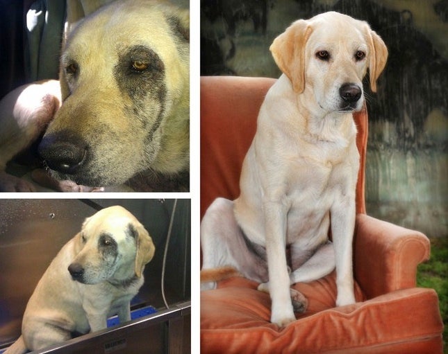 (Left) Nikko when we rescued him in March 2013. (Right) Nikko 6 months later.