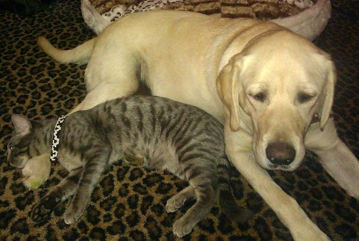 Nikko and Mike the cat.