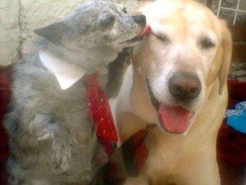Nikko and Cowboy were best friends and brothers.