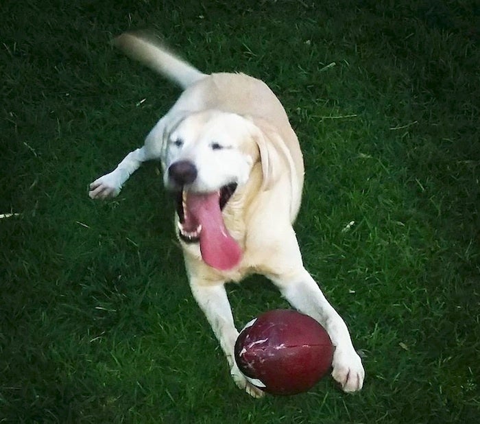 Nikko and his favorite football.