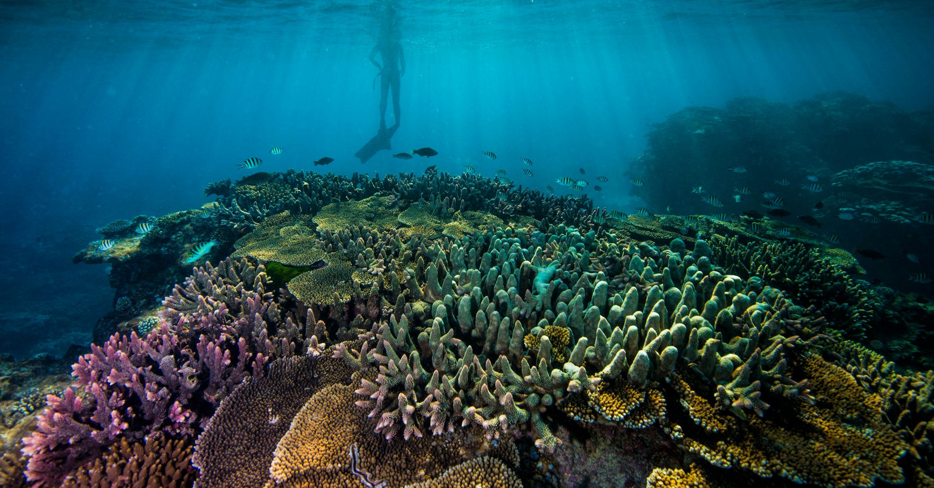 the-real-cost-of-losing-the-great-barrier-reef-huffpost