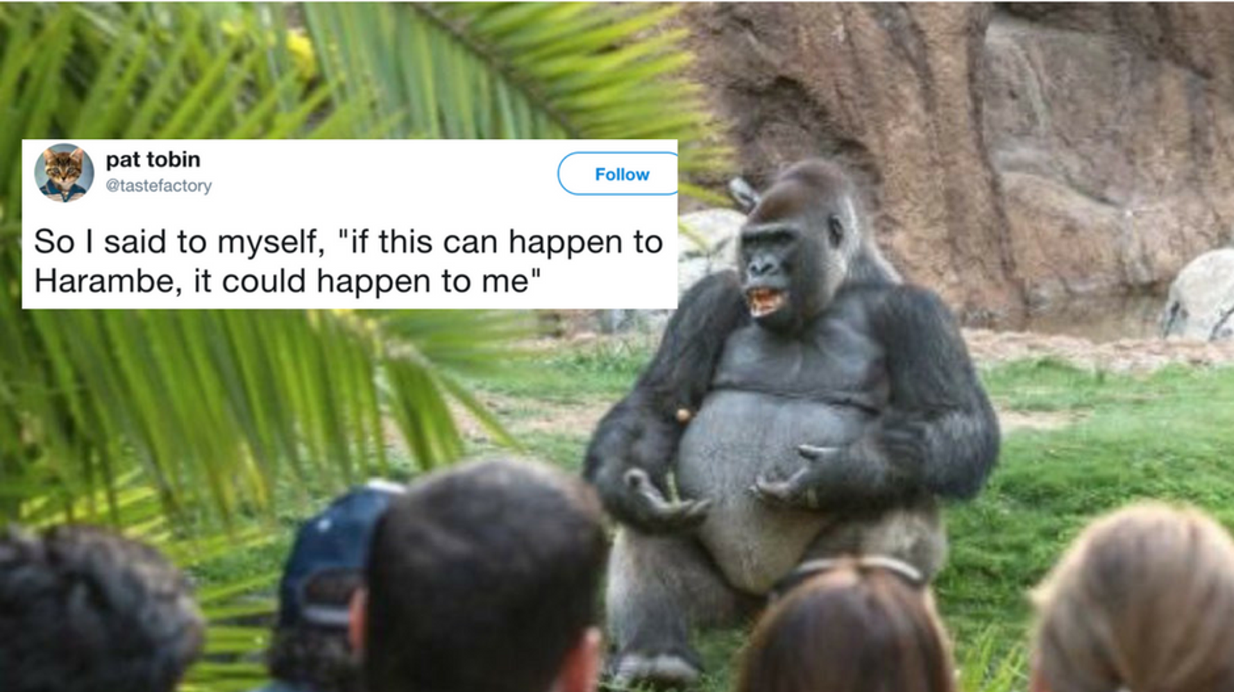 15 Hilarious Monkey Memes To Brighten Your Day I Can Has