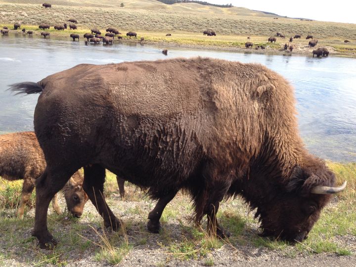  Bison at Yellowstone