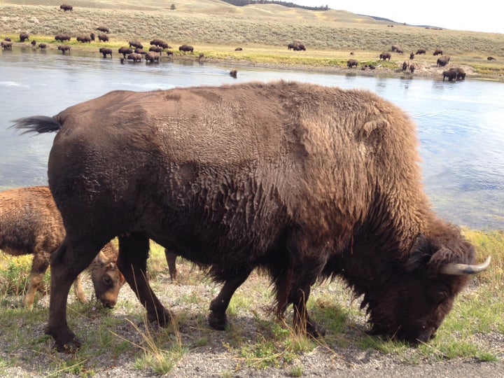<p> Bison at Yellowstone</p>