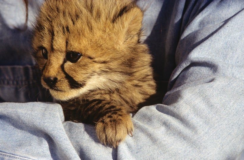 Chewbaaka as a cub