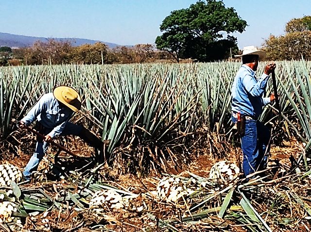 Jimadors harvesting piñas at Herradura