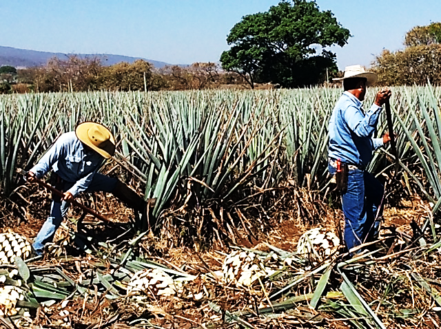 <p>Jimadors harvesting piñas at Herradura</p>