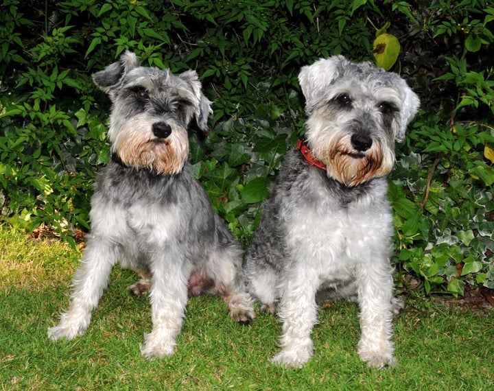 Miniature schnauzers Charlie and Theo.