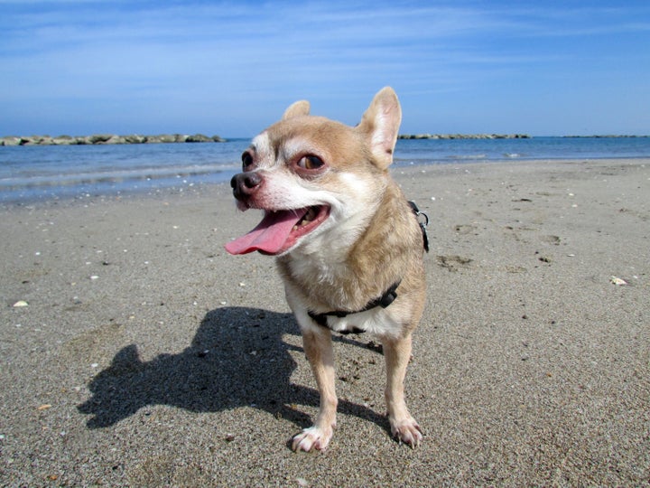 Anubis at the beach in the Sultanate of Oman