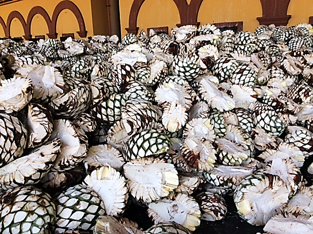 <p>Piñas prior to baking</p>